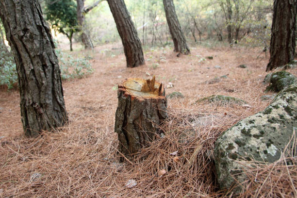 Tree and Shrub Care in Westfield, MA