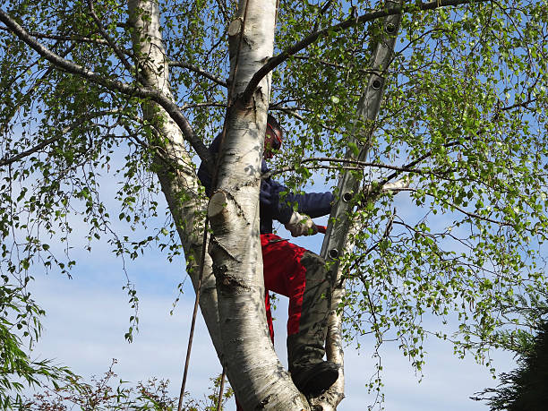 How Our Tree Care Process Works  in  Westfield, MA